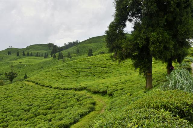 TV Tea Garden