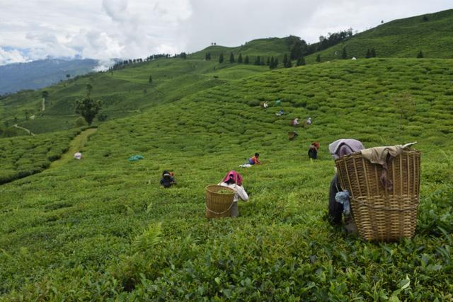 Teesta Valley